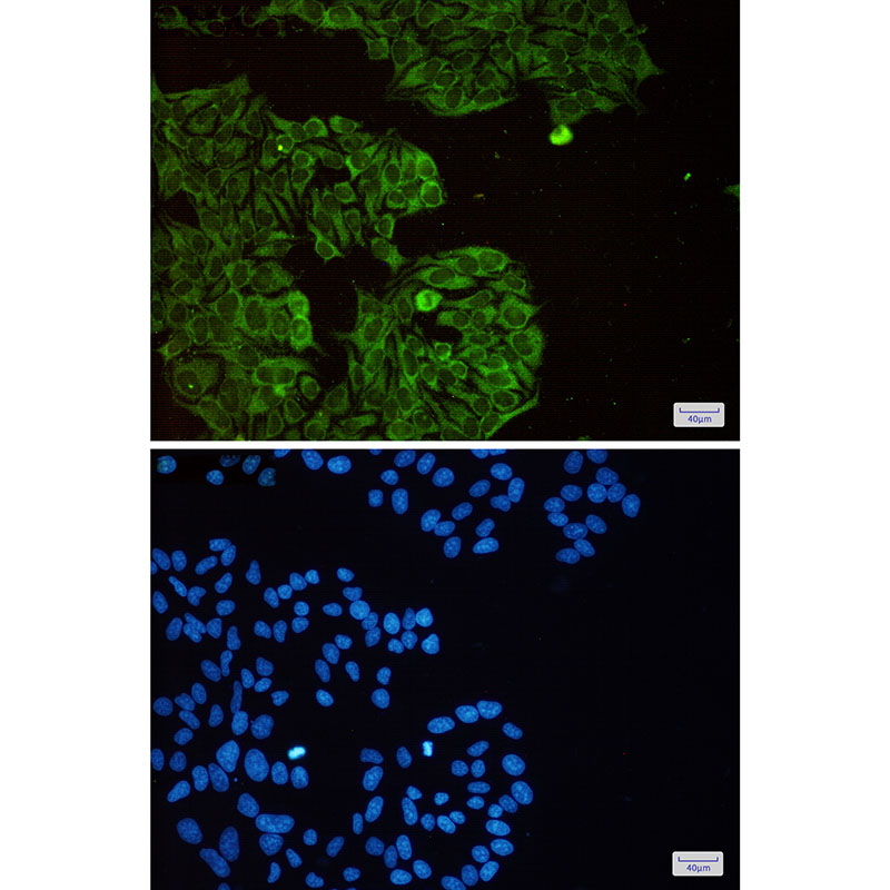 4 - [KD]eIF3B Rabbit mAb AP75388