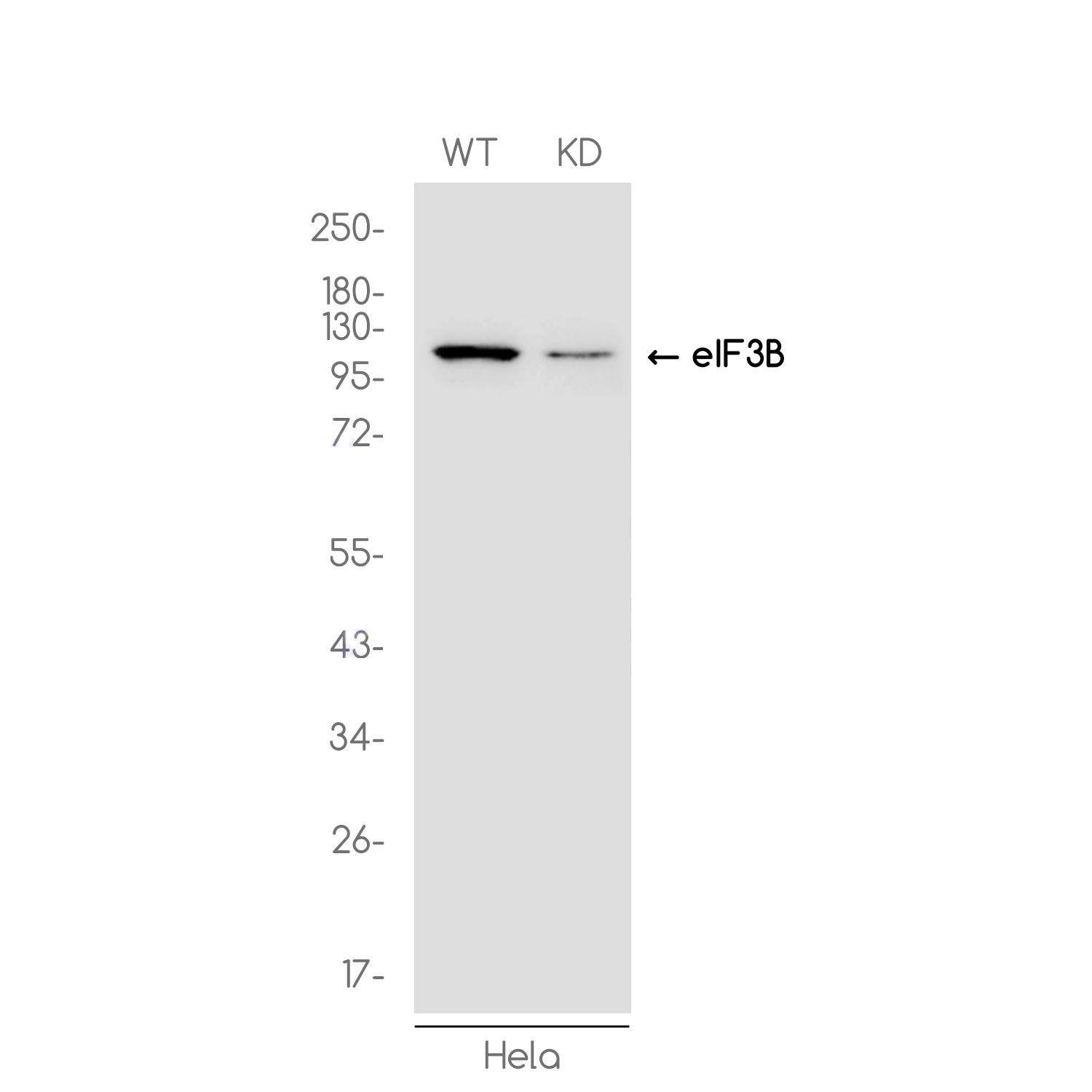 1 - [KD]eIF3B Rabbit mAb AP75388