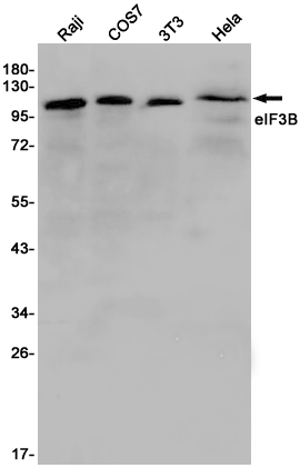 8 - [KD]eIF3B Rabbit mAb AP75388