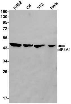 1 - eIF4A1 Rabbit mAb AP75389