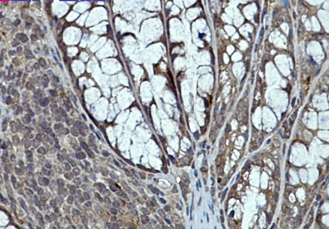 1 - eIF4E Rabbit mAb AP75393