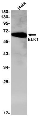 1 - ELK1 Rabbit mAb AP75394
