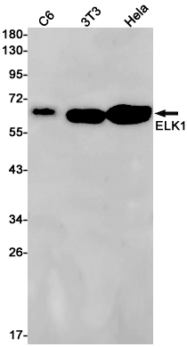 1 - ELK1 Rabbit mAb AP75395