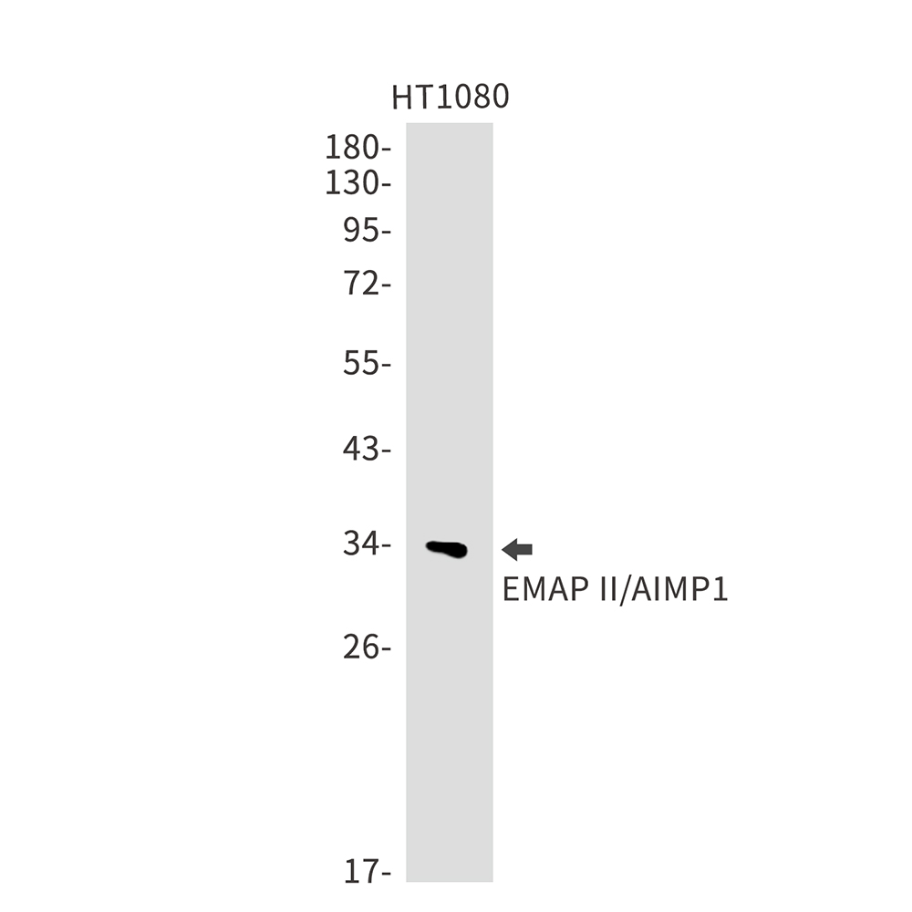 1 - [KO]EMAP II Rabbit mAb AP75397
