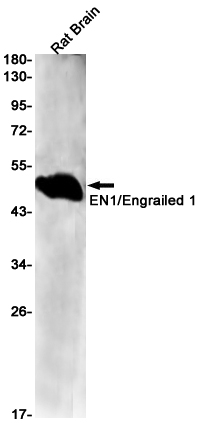 1 - EN1 Rabbit mAb AP75399