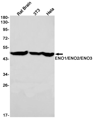 1 - ENO1/2/3 Rabbit mAb AP75401