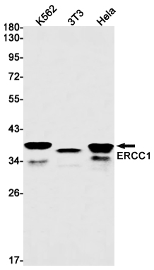 1 - ERCC1 Rabbit mAb AP75409