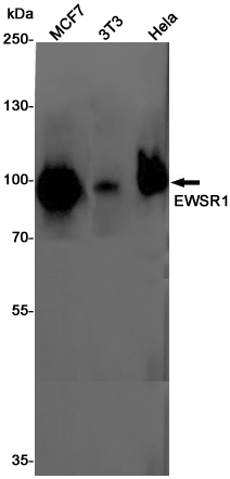 2 - EWSR1 Rabbit mAb AP75415