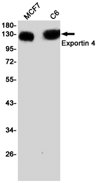 1 - XPO4 Rabbit mAb AP75416