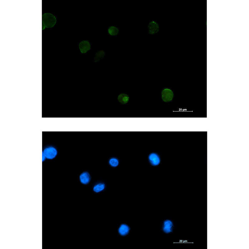 1 - Extracellular Matrix Protein 1 Rabbit mAb AP75417