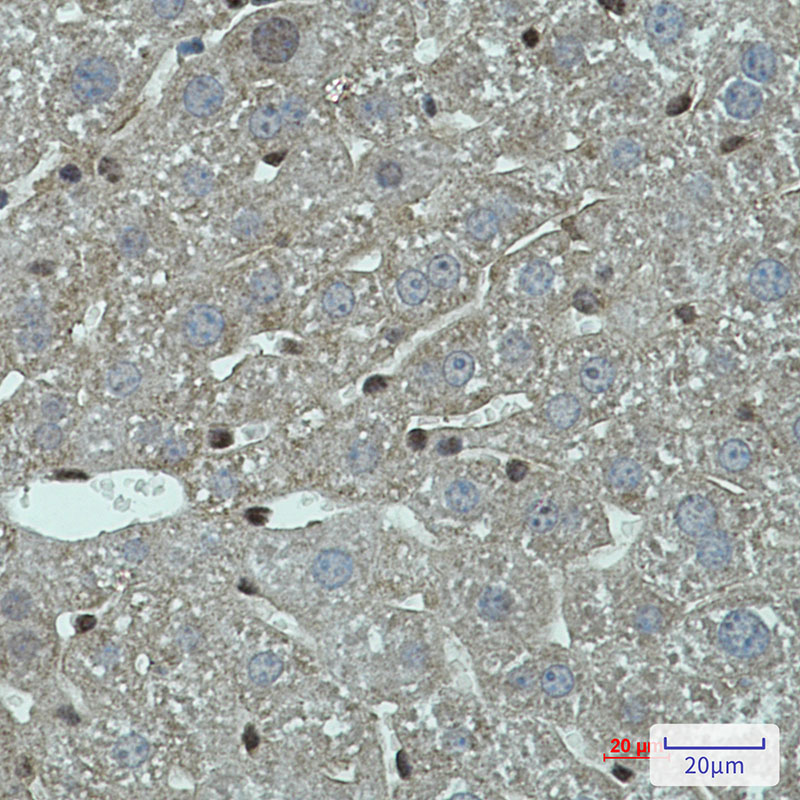 1 - FADD Rabbit mAb AP75421