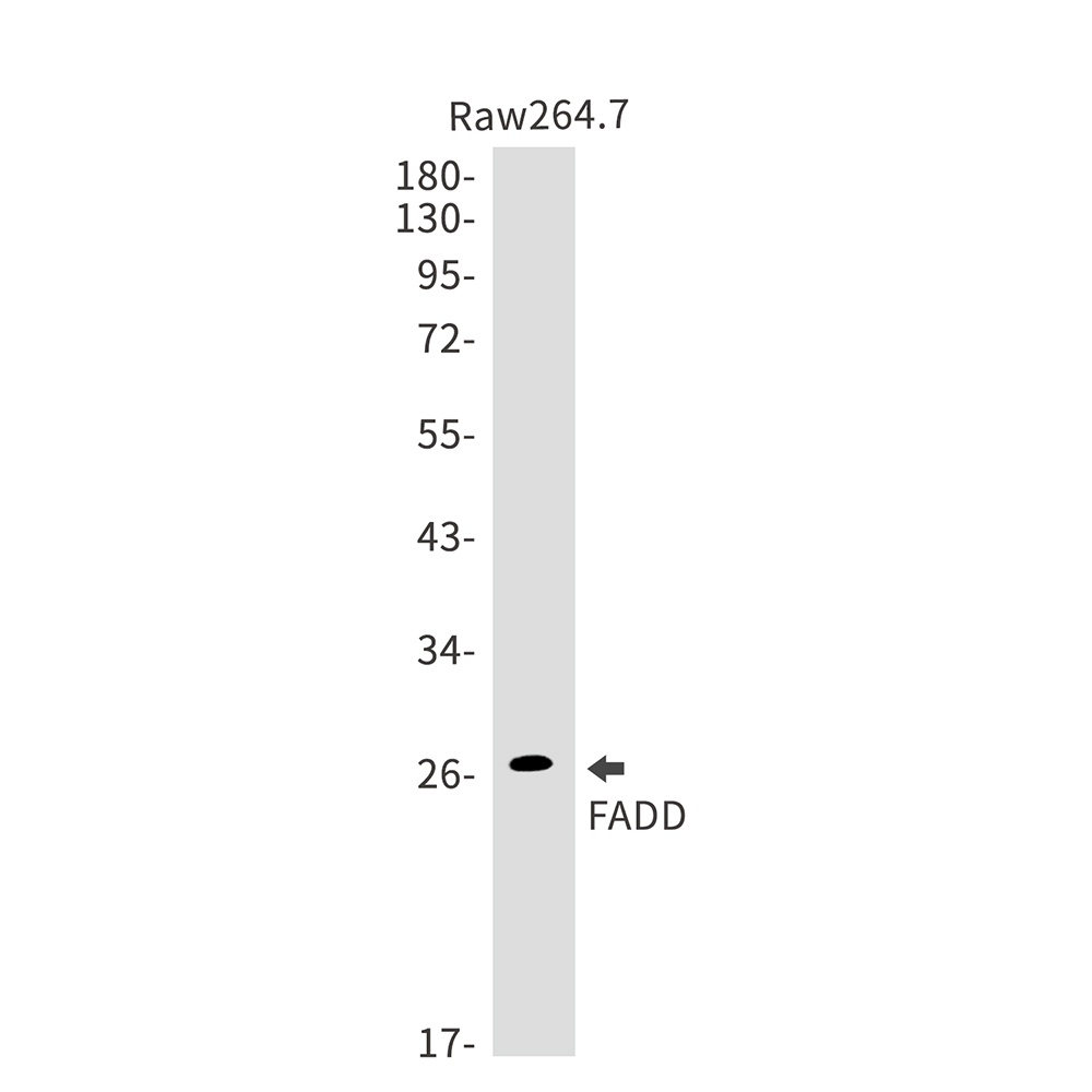 2 - FADD Rabbit mAb AP75421