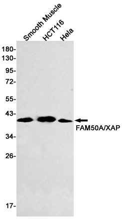 2 - FAM50A Rabbit mAb AP75424