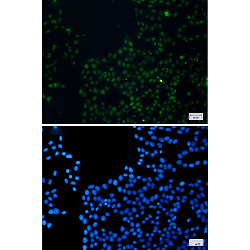 8 - FAM98B Rabbit mAb AP75425