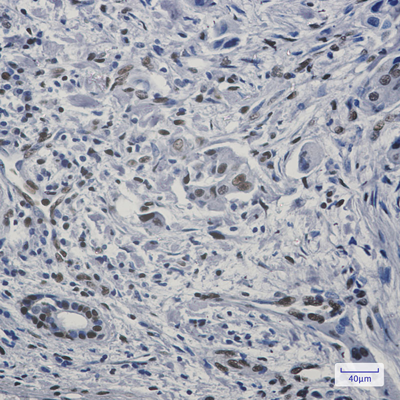2 - FAM98B Rabbit mAb AP75425