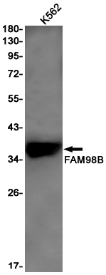 1 - FAM98B Rabbit mAb AP75425