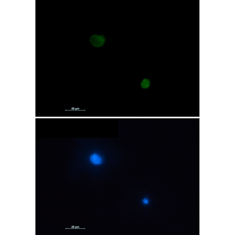 1 - Fas Rabbit mAb AP75427