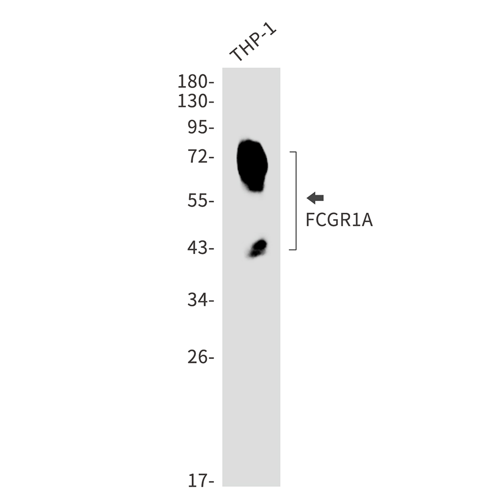 1 - CD64 Rabbit mAb AP75430