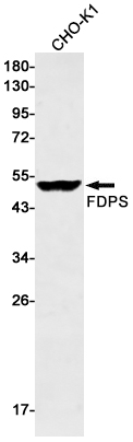 1 - FDPS/FPS Rabbit mAb AP75431