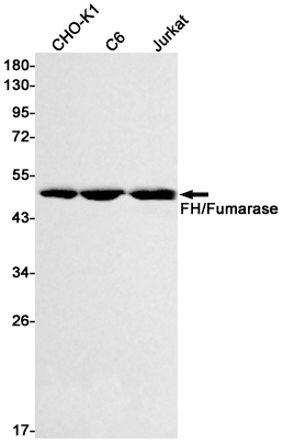 8 - FH/Fumarase Rabbit mAb AP75435