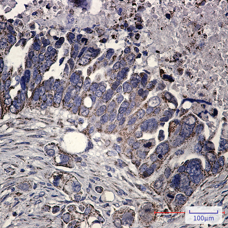 8 - FH/Fumarase Rabbit mAb AP75436