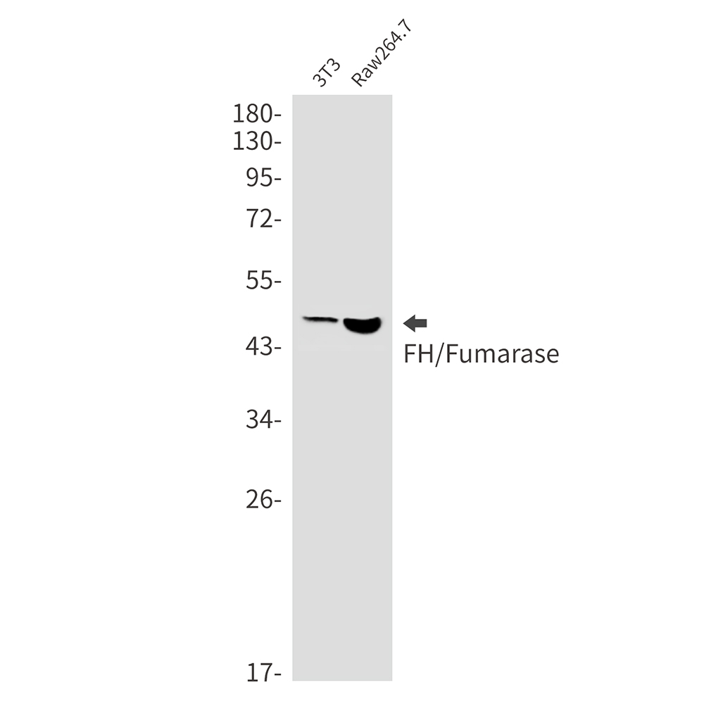 1 - FH/Fumarase Rabbit mAb AP75436