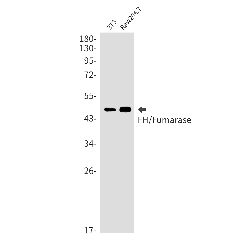1 - FH/Fumarase Rabbit mAb AP75437