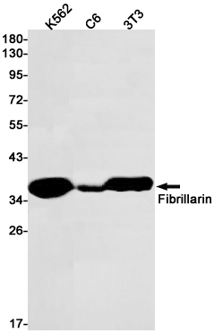 1 - Fibrillarin Rabbit mAb AP75438