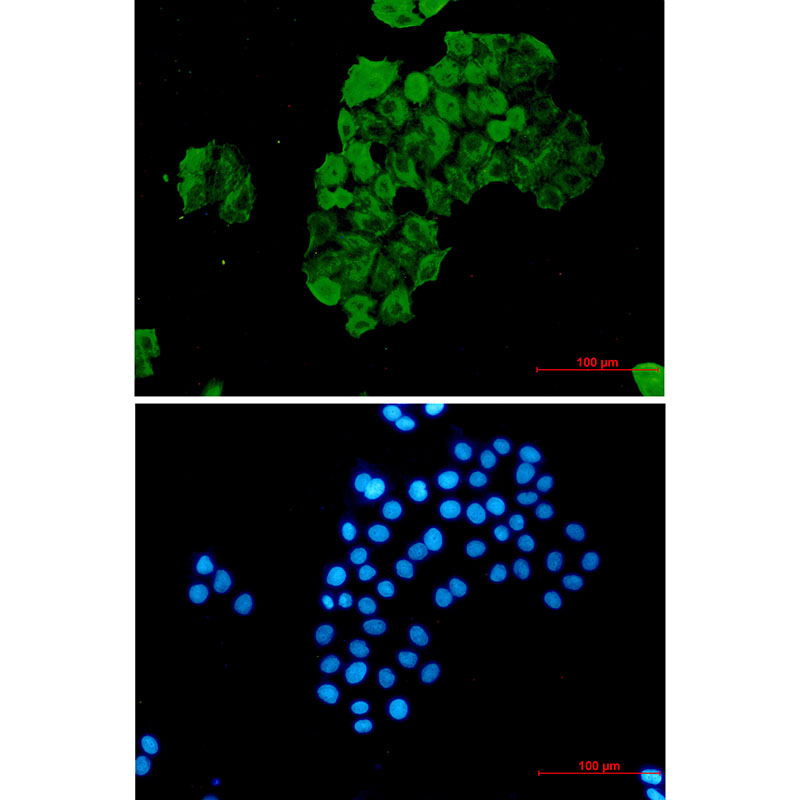 8 - FKBP52 Rabbit mAb AP75441
