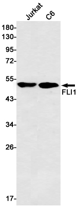 1 - FLI1 Rabbit mAb AP75442