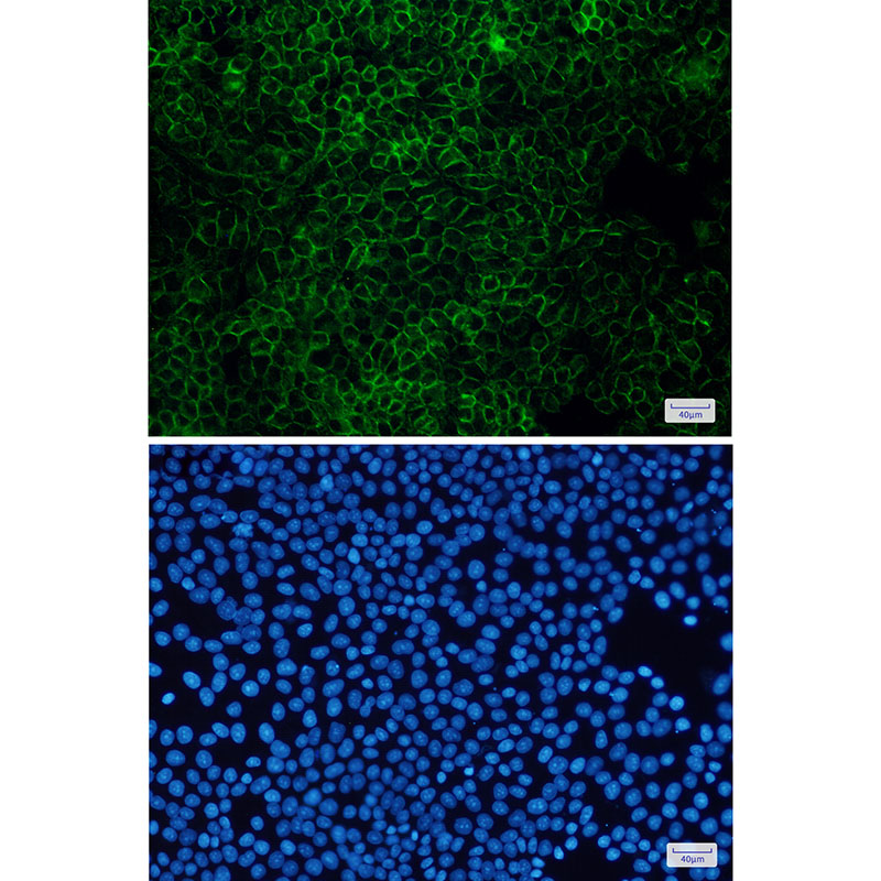 8 - [KD]Flotillin 1 Rabbit mAb AP75443