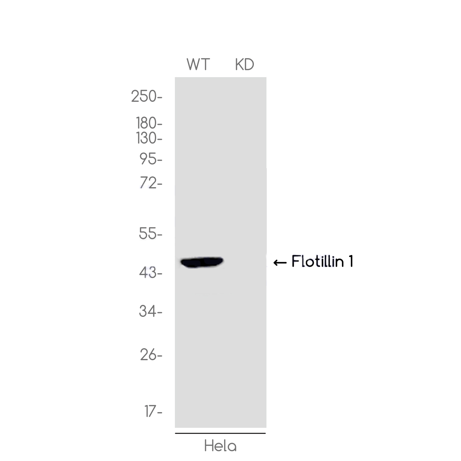 1 - [KD]Flotillin 1 Rabbit mAb AP75443