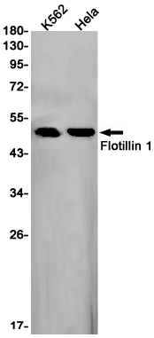 2 - [KD]Flotillin 1 Rabbit mAb AP75443