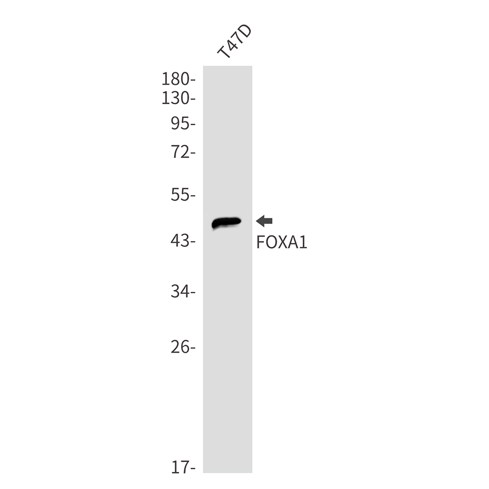 1 - FOXA1 Rabbit mAb AP75449