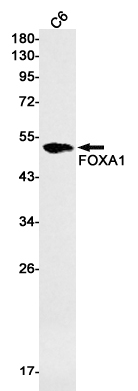 8 - FOXA1 Rabbit mAb AP75449