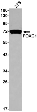 1 - FOXC1 Rabbit mAb AP75450