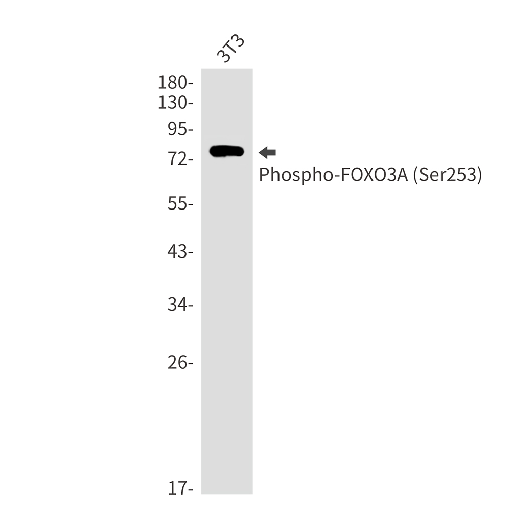 1 - Phospho-FOXO3A (Ser253) Rabbit mAb AP75451