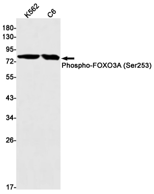 2 - Phospho-FOXO3A (Ser253) Rabbit mAb AP75451