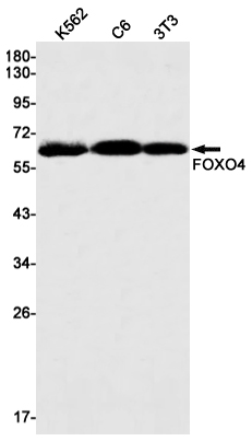 1 - FOXO4 Rabbit mAb AP75452