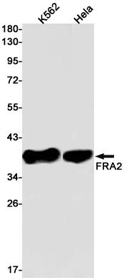1 - FRA2 Rabbit mAb AP75455