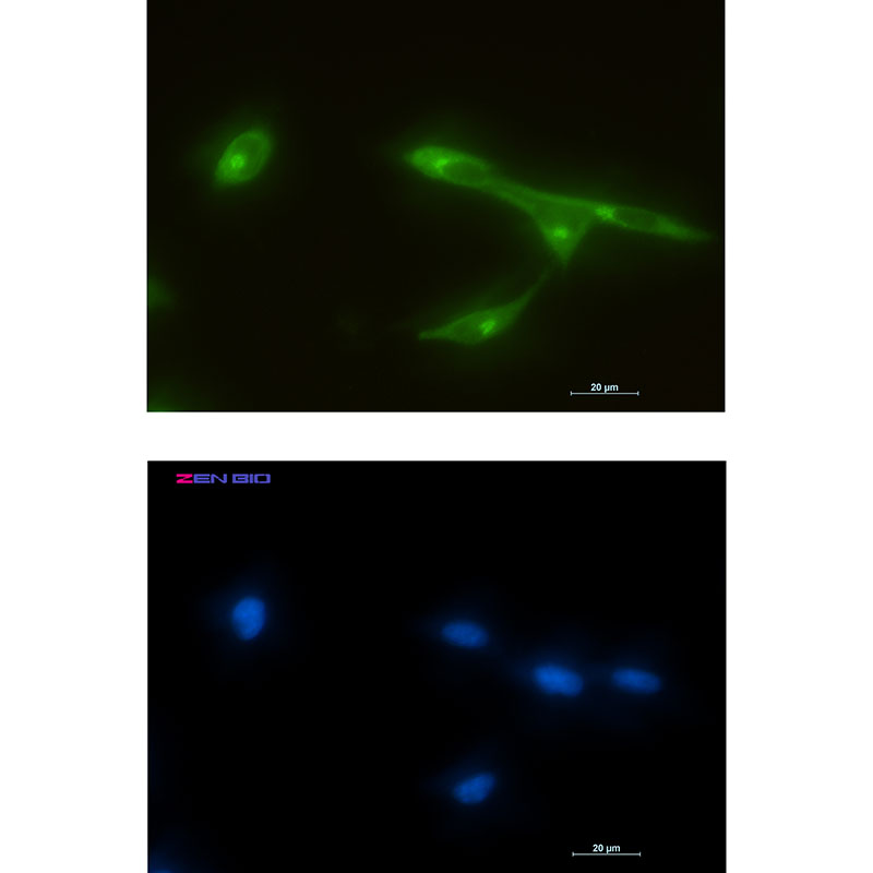 1 - FRAT1 Rabbit mAb AP75457