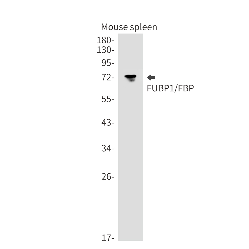 2 - FUBP1/FBP Rabbit mAb AP75461