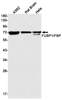 8 - FUBP1/FBP Rabbit mAb AP75461