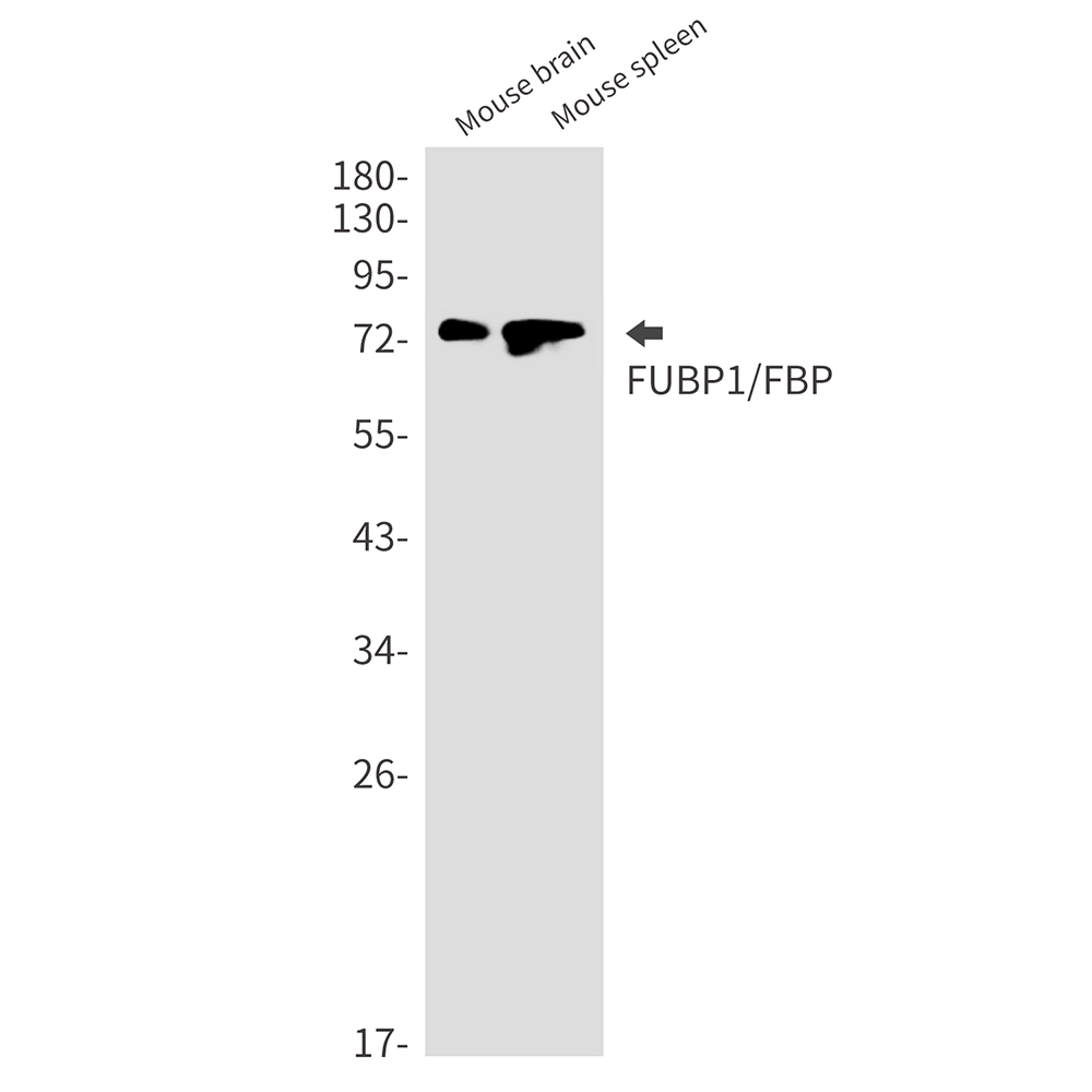 2 - FUBP1/FBP Rabbit mAb AP75462