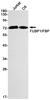 8 - FUBP1/FBP Rabbit mAb AP75462