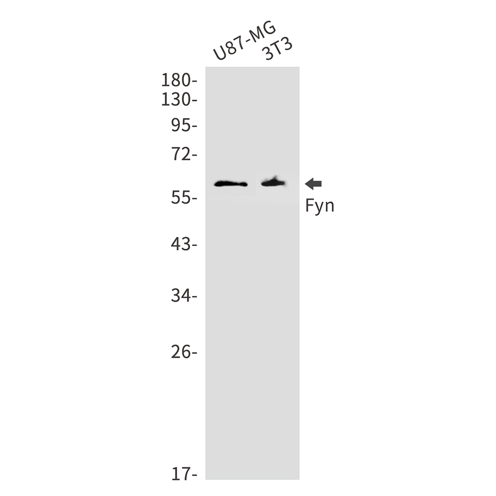1 - FYN Rabbit mAb AP75464