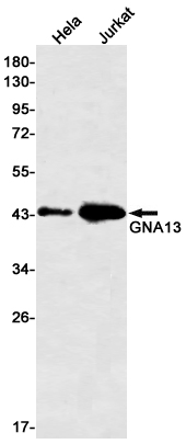 1 - GNA13 Rabbit mAb AP75466