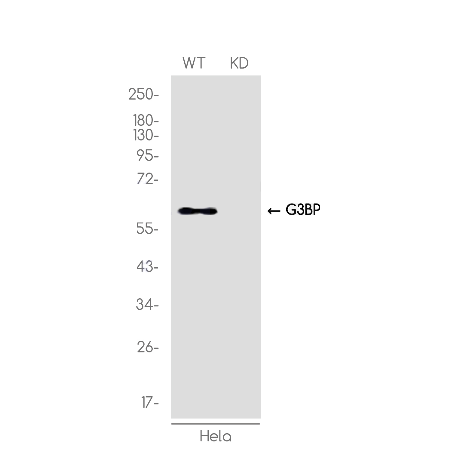 1 - [KD]G3BP Rabbit mAb AP75467