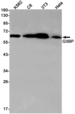 2 - [KD]G3BP Rabbit mAb AP75467