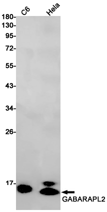 1 - GABARAPL2/GATE-16 Rabbit mAb AP75468